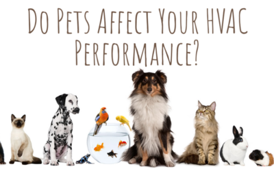 Do Pets Affect Your HVAC Performance?